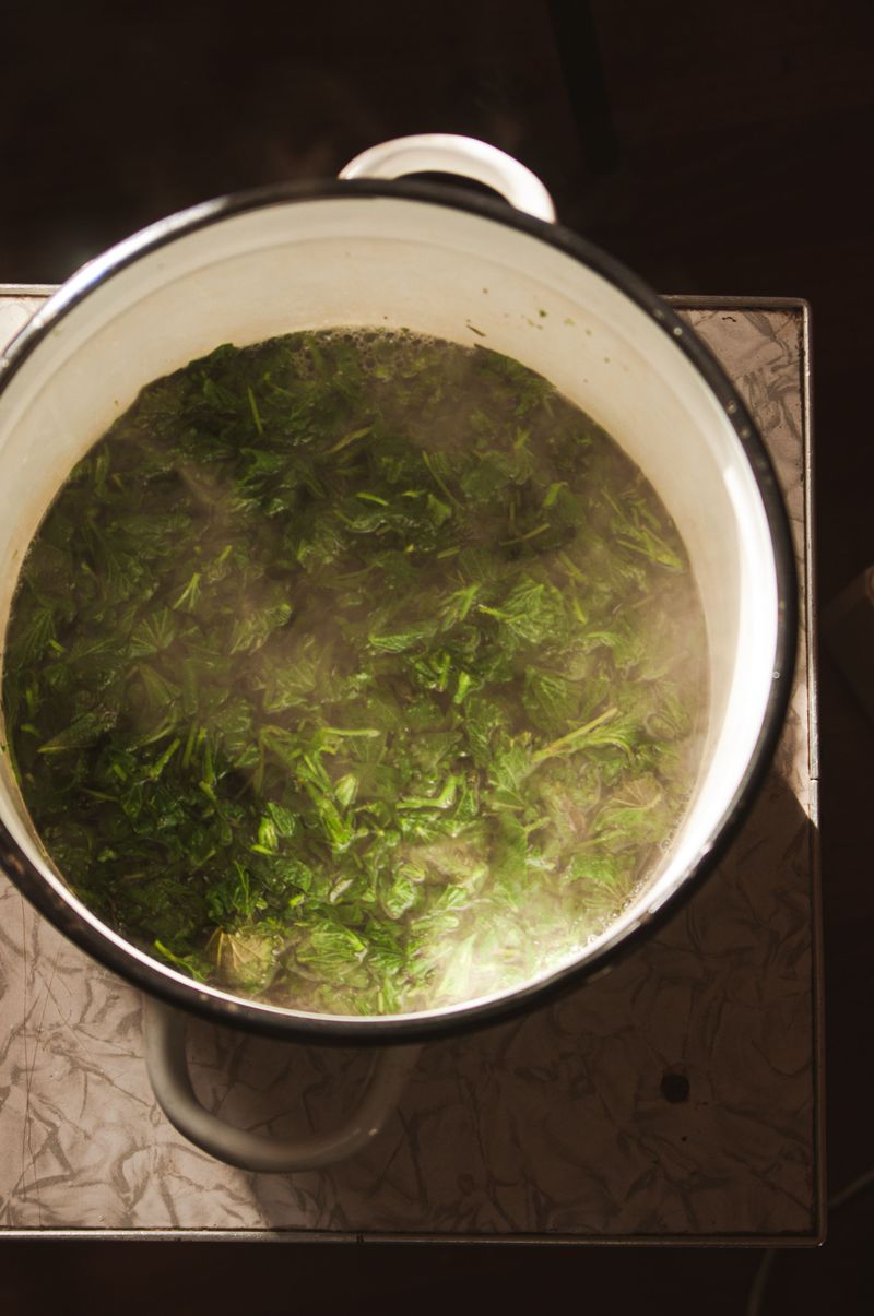 Swamp Cabbage