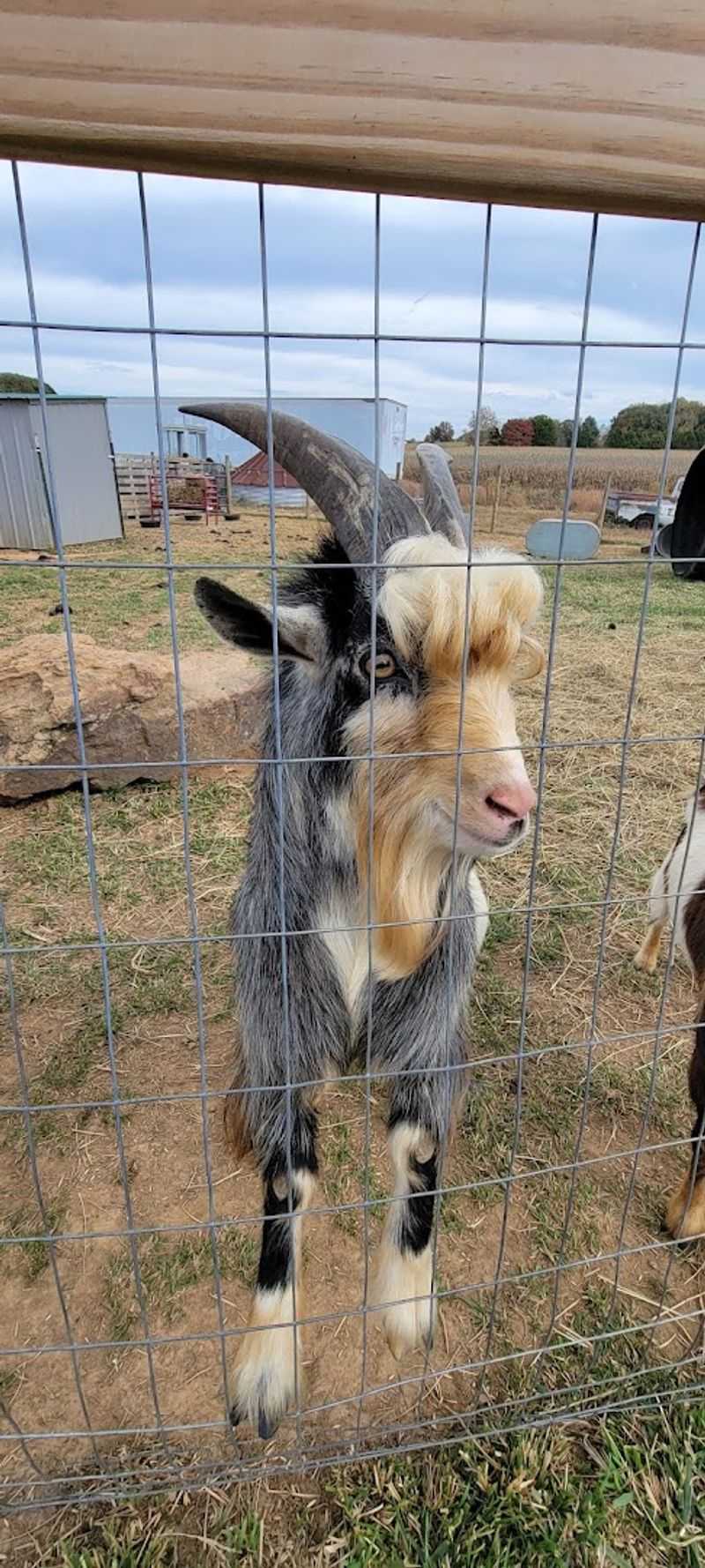 Goats And The Unofficial Farm Tour Guide