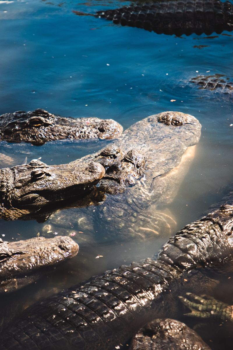 Reptiles And Amphibian Awareness