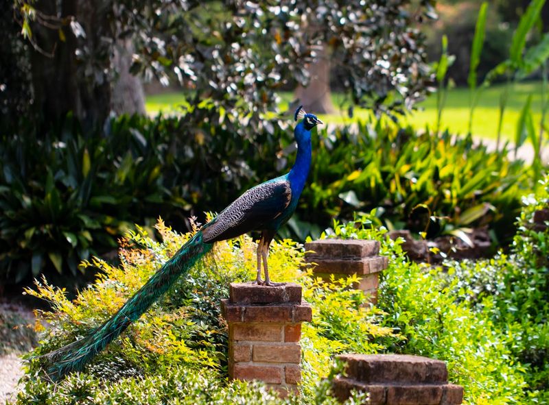 Wildlife And Rookery Observations