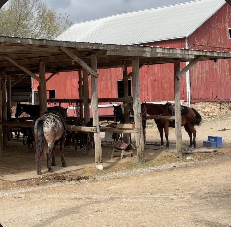Take A Horseback Trail Ride