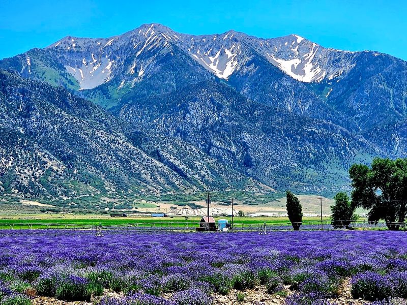 Mt. Nebo Botanical Farm and Essential Oil Distillery
