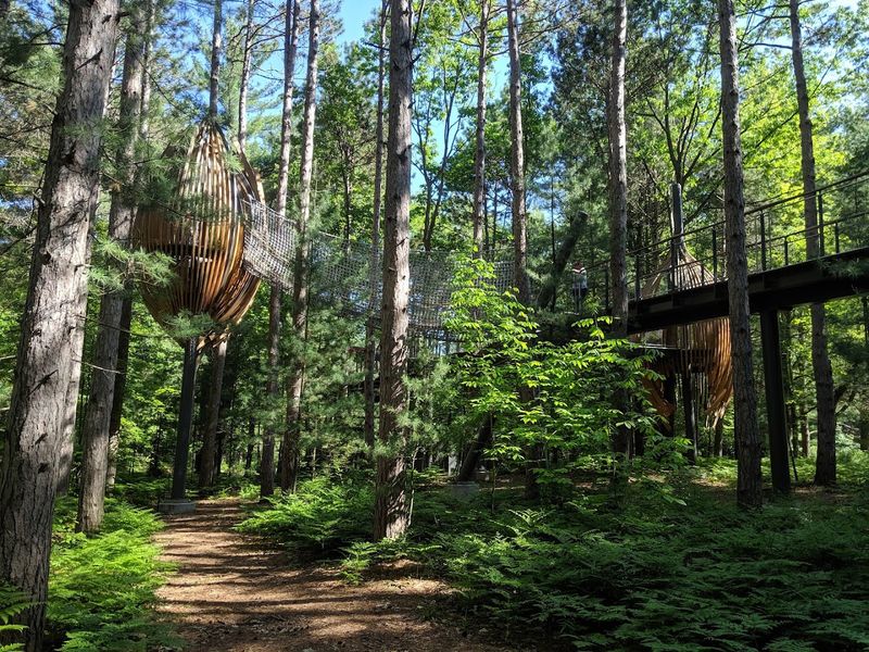 A Forest Full Of Dinosaurs