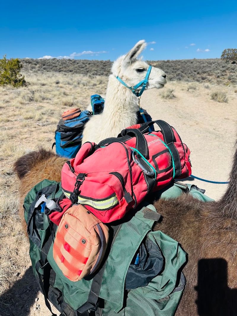 An Unforgettable Walk With A Four-Legged Guide