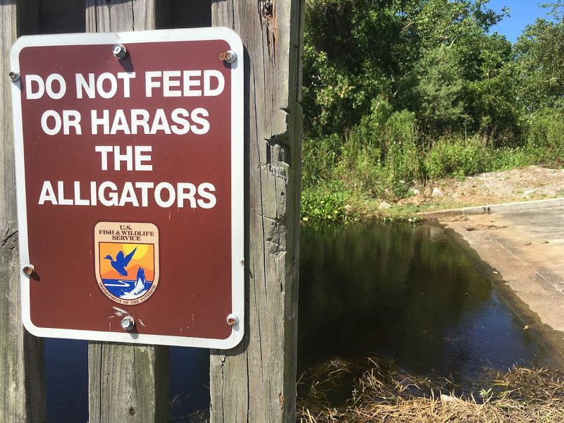 Respectful Wildlife Viewing Techniques