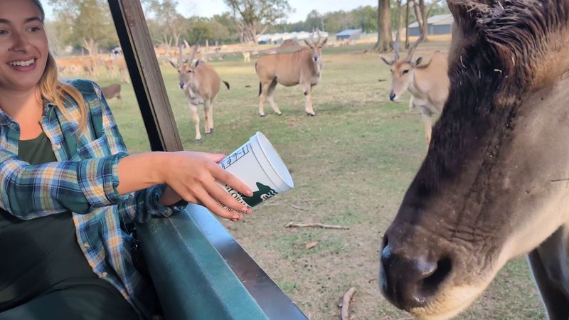 Feeding The Free-Roamers