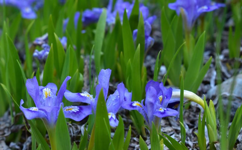 Rare Wildflowers Grow Near The Shore