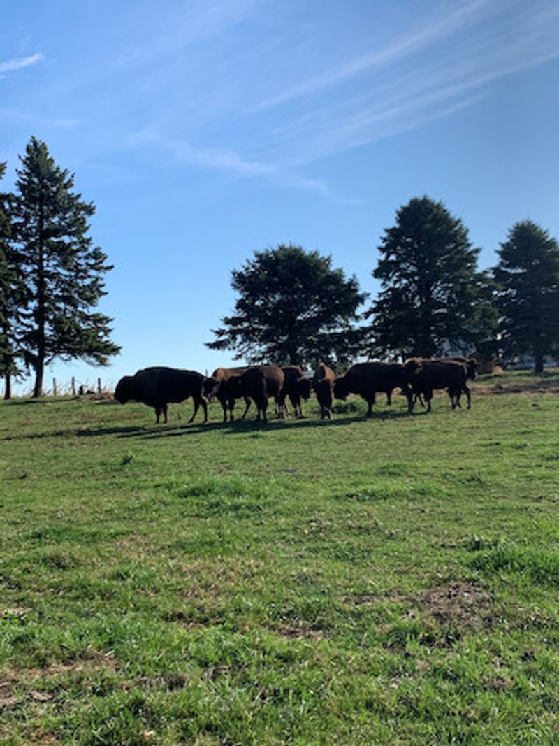 The Bison Herd Up Close