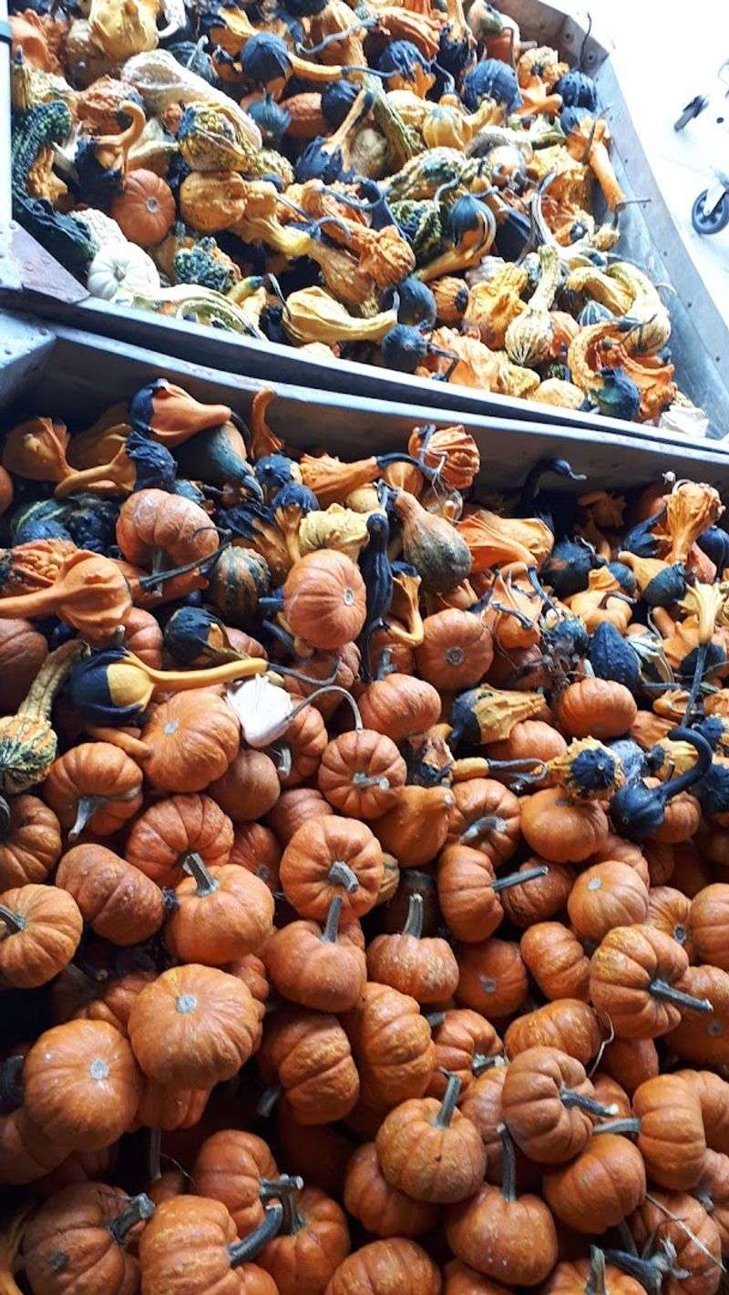 Fall Pumpkins And Gourds That Steal The Show