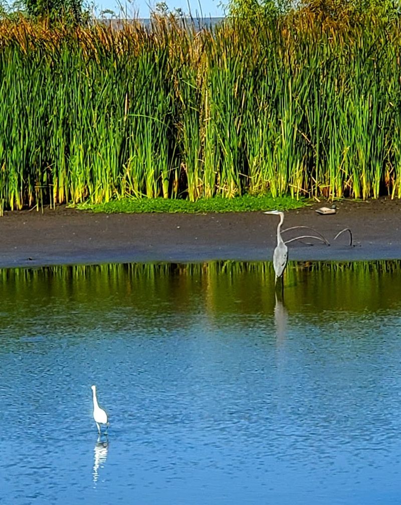 Wildlife Watching Tips
