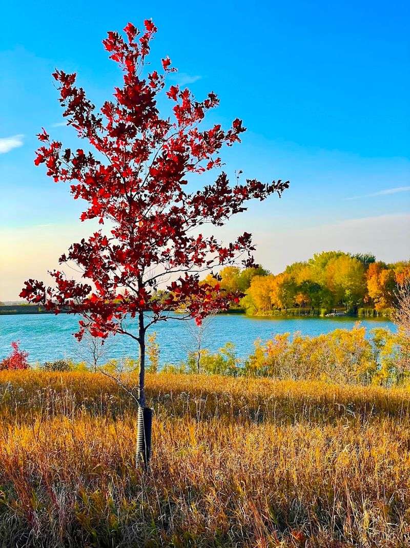 Walk The Four-Mile Lake Trail