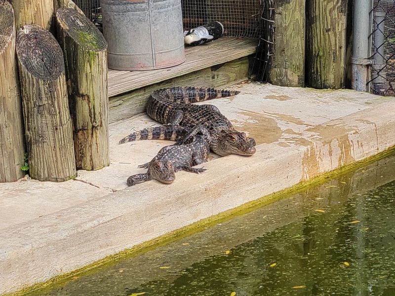 Baby Gator Wading Pool