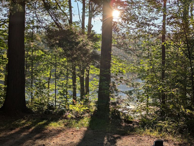 The Pines Give Every Campfire Better Scenery