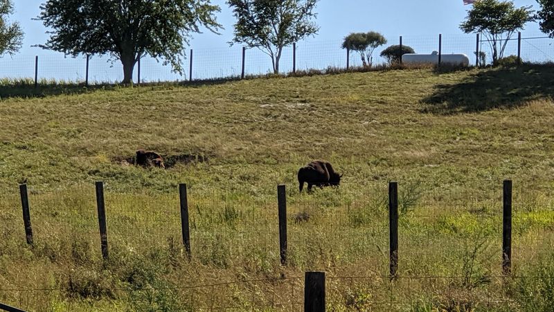 The Buffalo on the Property