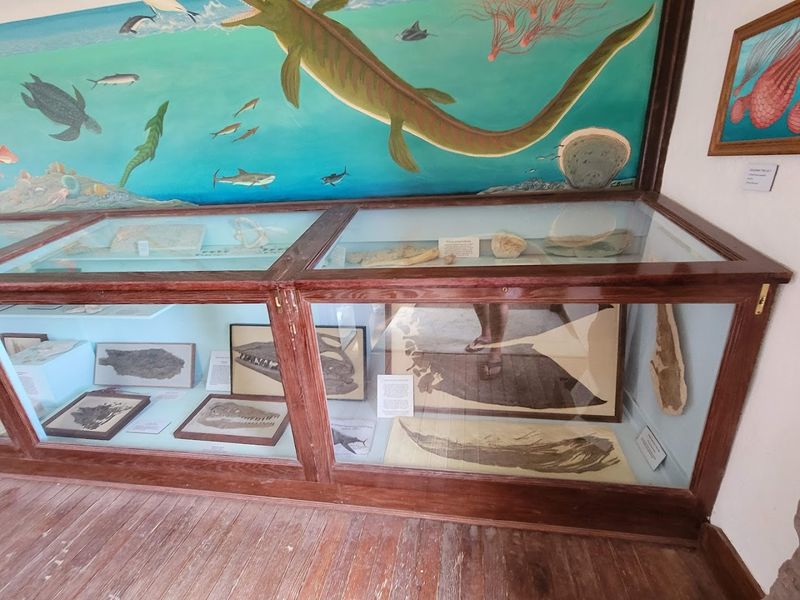 Fossil Fish, Shark Teeth, And Other Sea Creatures on Display