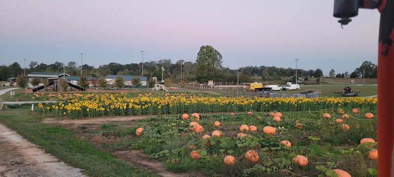 Pumpkin Patches, Tractor Rides, And Fall Festival Favorites