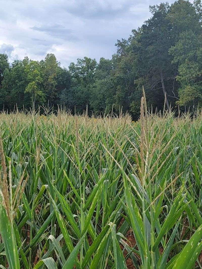 How A Simple Ear Of Corn Turns Into A Summer Obsession