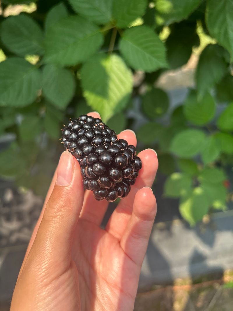 The Blackberries Here Are Genuinely Enormous