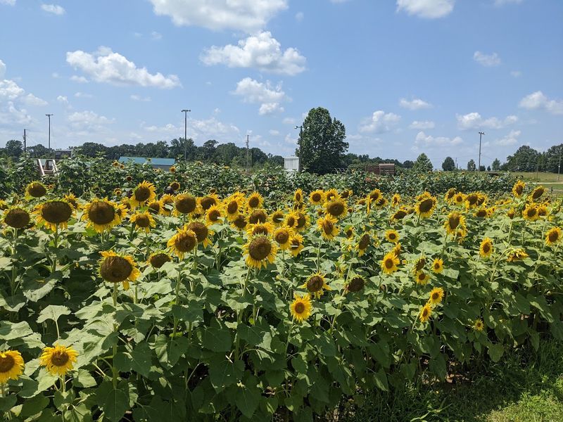 Sunflower Sundays And The Fields That Draw A Crowd