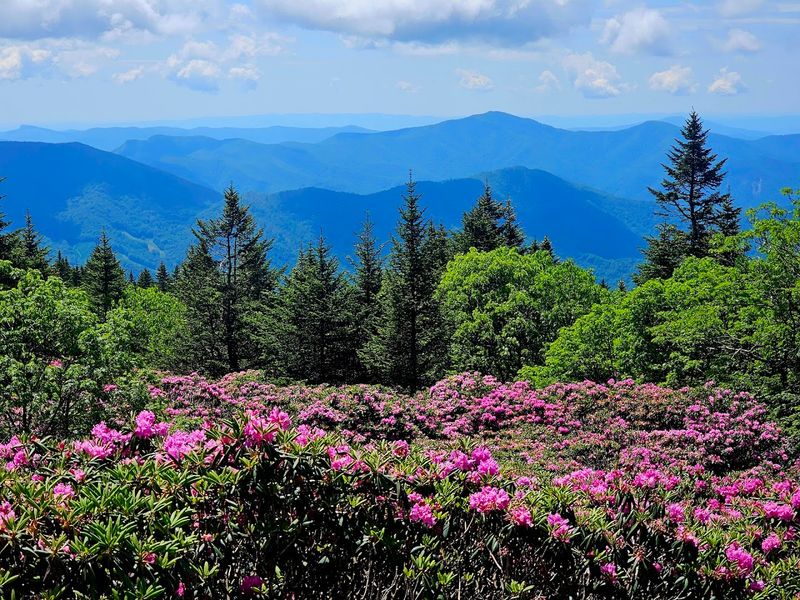 The Natural Rhododendron Gardens That Turn The Mountainside Into A Showpiece
