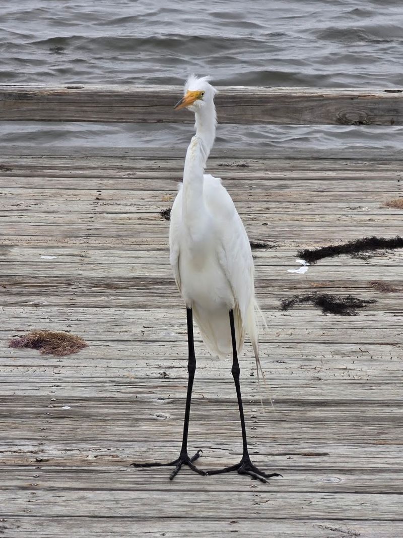 Feathered Friends And Flyways