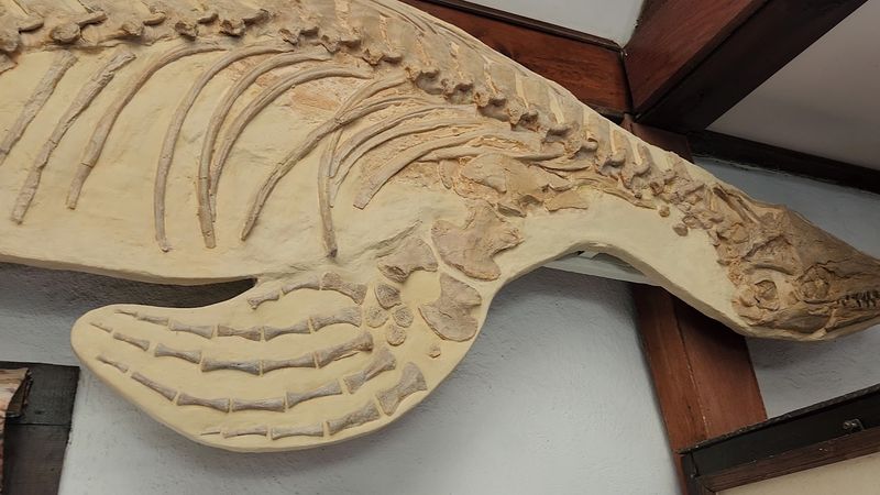 Mosasaur Fossils Found Right Here In Kansas
