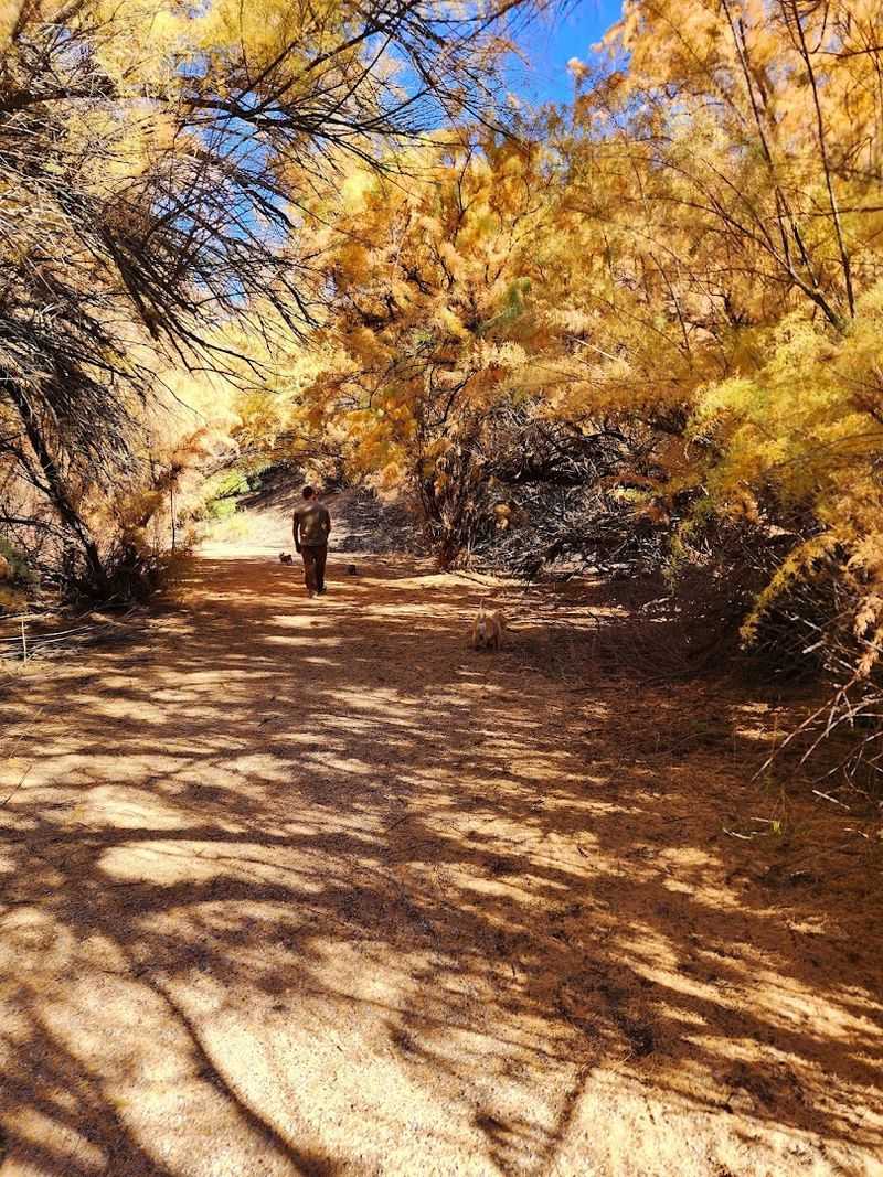A Cactus Garden Brightens The Landscape