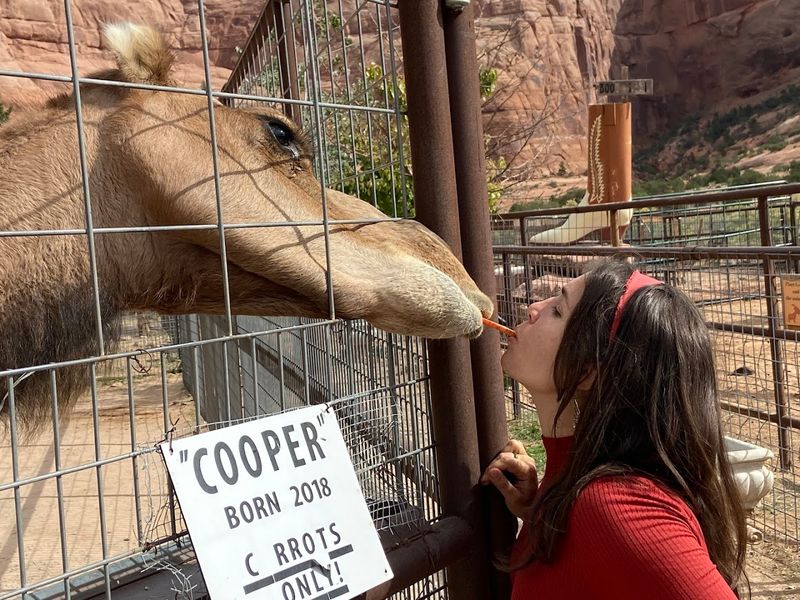 Cooper the Camel and the Petting Zoo Worth the Detour
