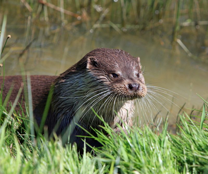 Swimming With Otters And Other Premium Experiences