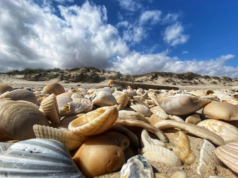 Fishing, Shells, And The Simple Pleasures