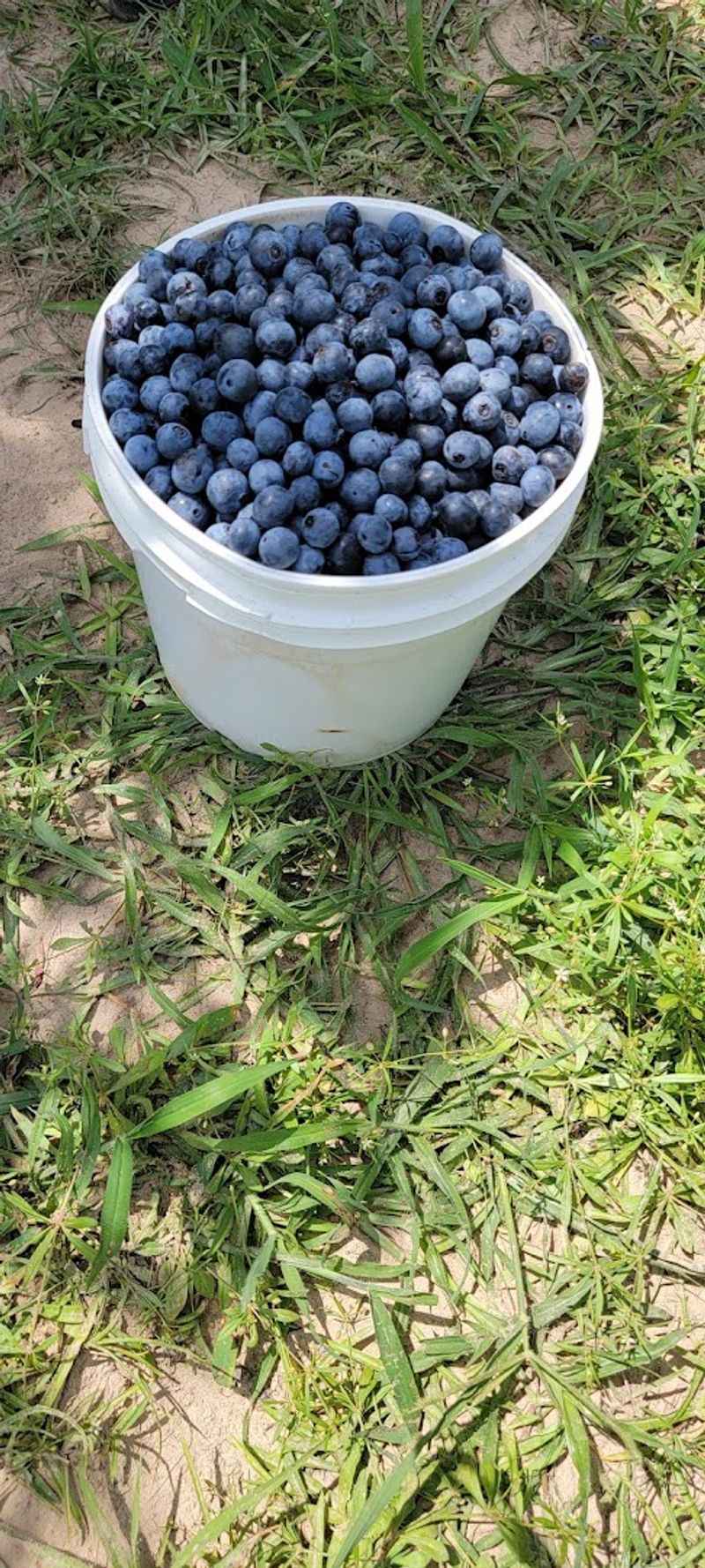 Bring A Bucket And Follow Bellevue Road