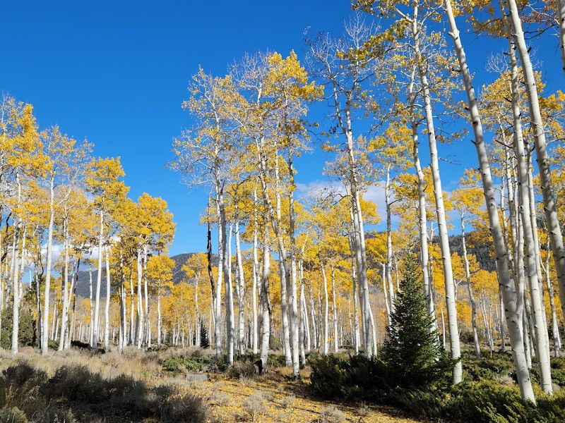 Walking Inside Pando And What The Experience Actually Feels Like