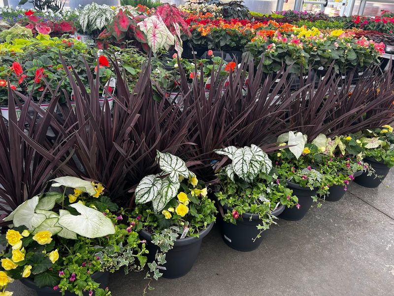 A Plant Selection That Surprises You Every Visit