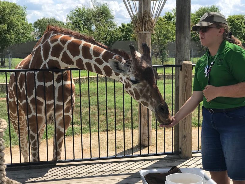 Feeding Giraffes Up Close And Why It Feels So Surreal