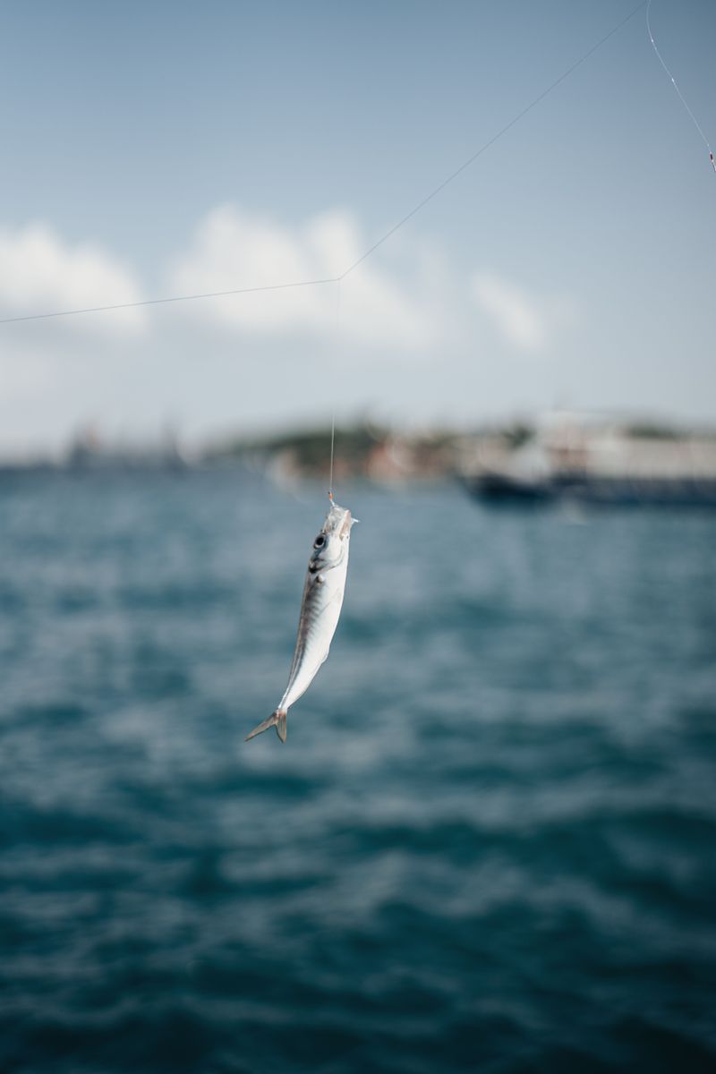 Fishing Fiesta