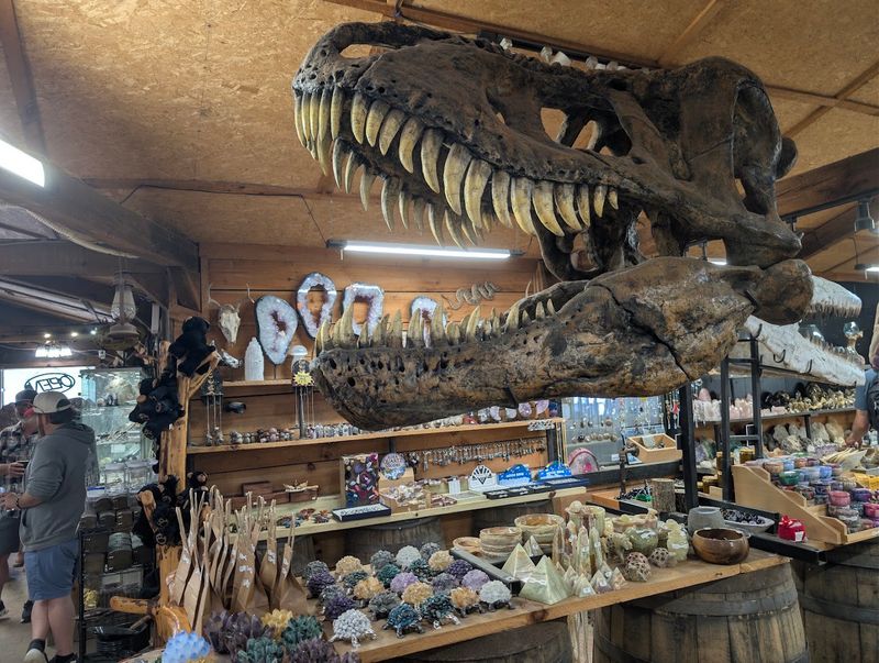 Fossils That Bring Prehistoric History To Life