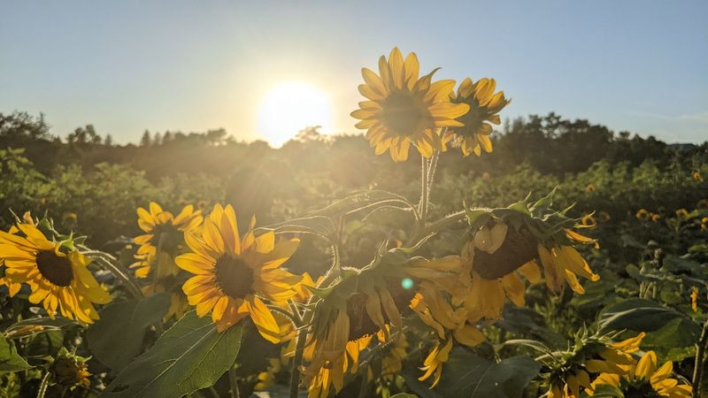 Flowers, Sunflowers, And Tulips Worth The Trip Alone