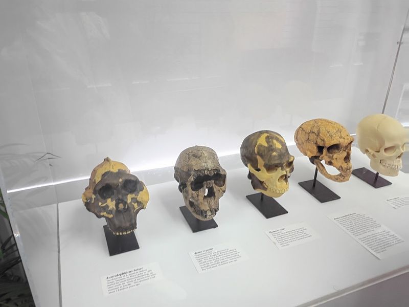 Early Human Ancestors Add An Unexpected Plot Twist
