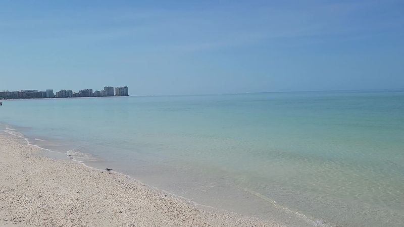 Sand Dollar Hunting Along The Gulf Shore