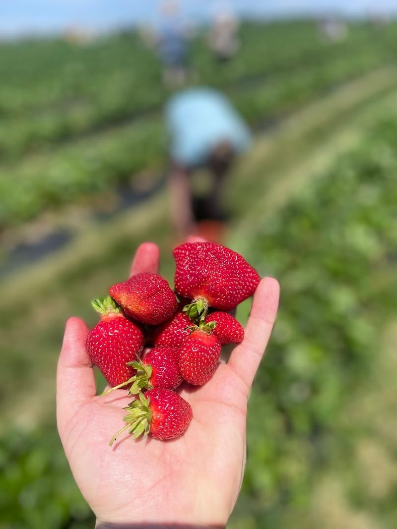 Fruit Slushies Made From Actual Farm Fruit Hit Differently