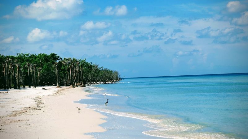 Low Tide Opens The Island’s Shell Department