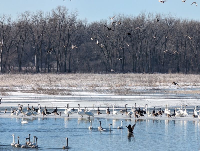 Birdwatching During Migration Season