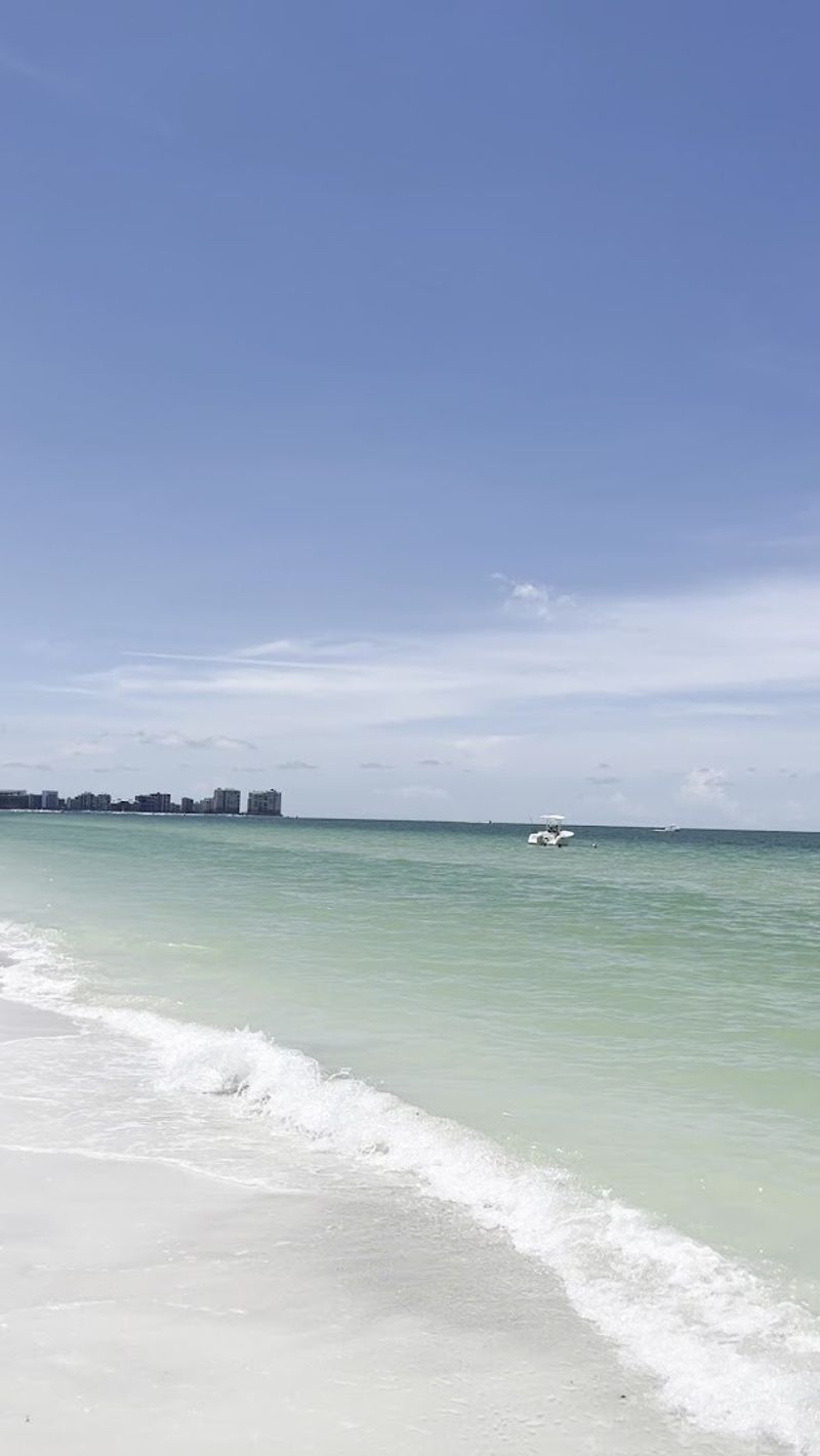 Dolphins In The Water And What Else Swims Nearby