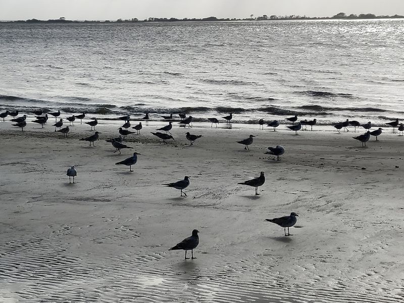 Dolphins And Shorebirds Keep The Waterline Lively