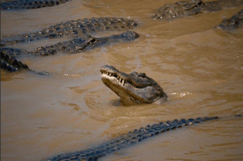 Witnessing Feeding Frenzy