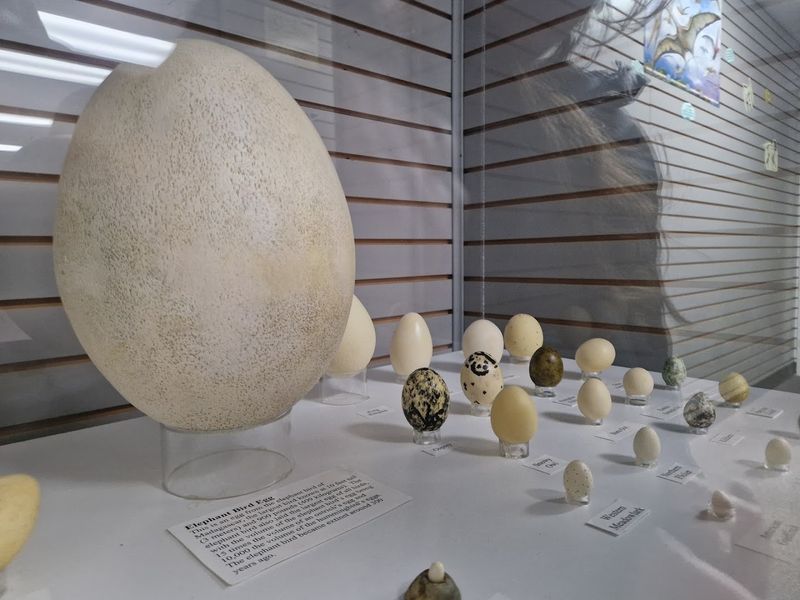 Millions Of Years Of History Land In Your Hands
