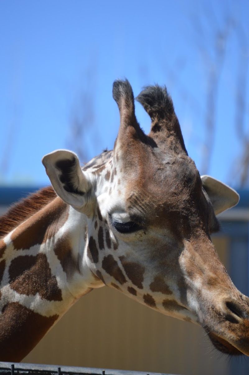 Eye To Eye With A Giraffe