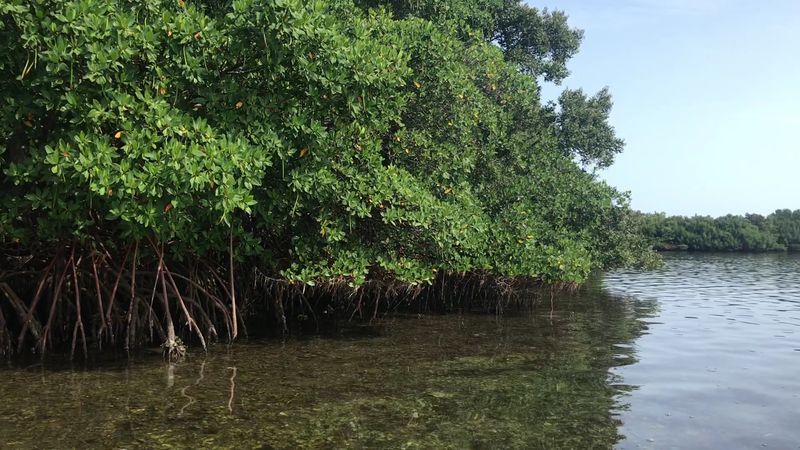 Mangrove Tunnels Give The Beach A Plot Twist