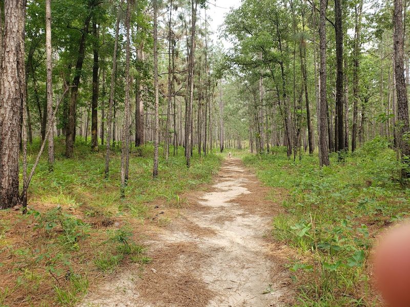 Wild Azalea Trail