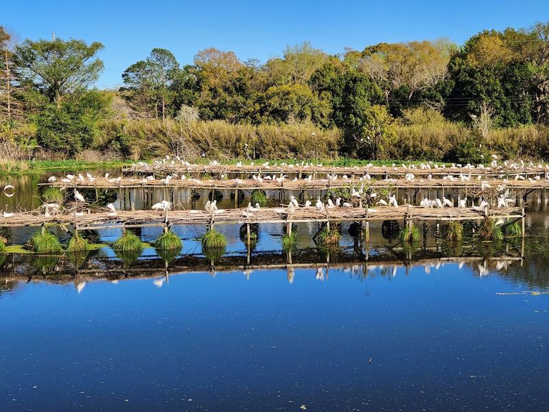 Sights And Sounds At Bird City